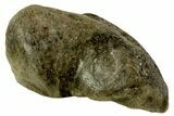 Fossil Whale Ear Bone - Miocene #69665-1
